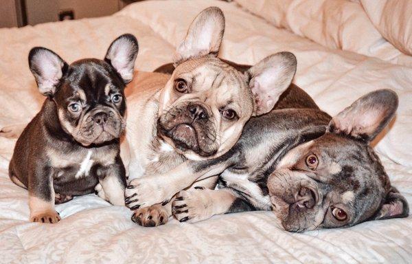 Mom on right and her pup on the far left