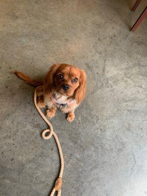 Meeting other doggies in the brewery.