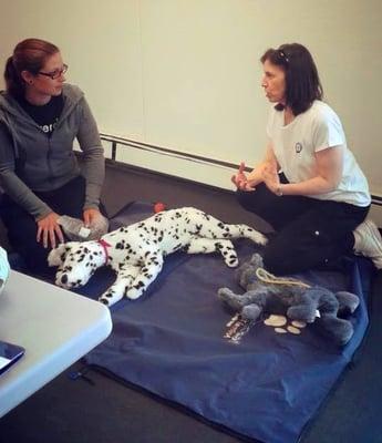 A Pet First Aid/CPR training class using specially designed cat and dog mannikins.