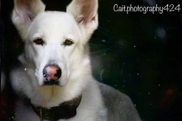 Zora the Husky German shepherd mix.