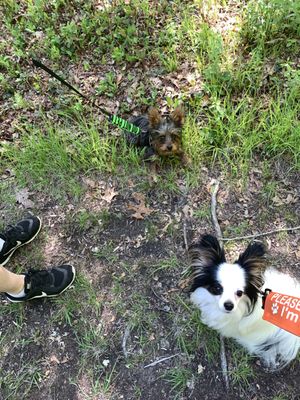 Leash training w Pawlie the yorkie.  Training a puppy w a trained dog can be helpful as dogs are pack animals and mimick what older dogs do