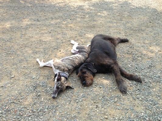 Vander (in black) kicking back. In the winter, she is a Yuba/Sutter Bison Hound. After a visit to Ace, she becomes a Griffondor.