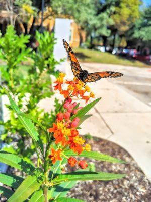 The Montecristo Apartments in San Antonio, TX, offering 1, 2 and 3 bedroom apartments for rent in San Antonio.