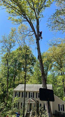 We removed a dead tree threatening to fall. The project was completed with utmost care, emphasizing safety and efficiency.