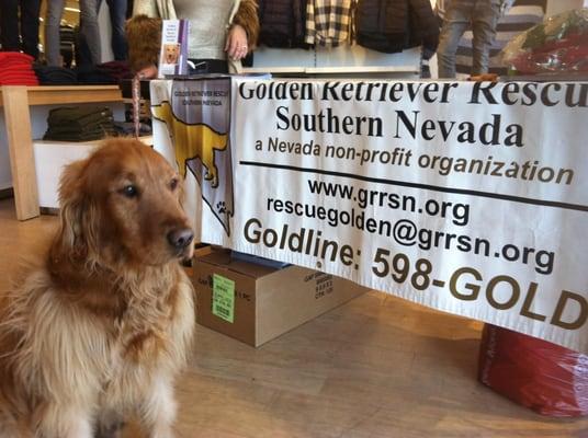 Join Golden Retriever Rescue Southern Nevada at events.