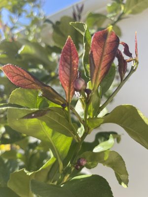 Flowering buds for the first time ever on my lemon tree!