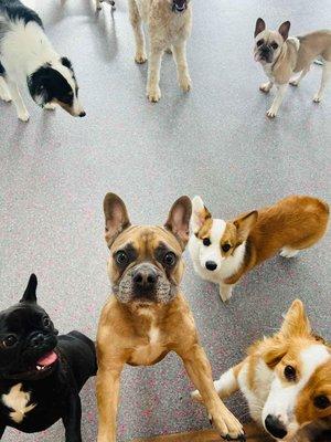 No matter the weather, the fun doesn't stop at our Doggy Daycare! This charming photo shows a group of pups indoors, embracin...