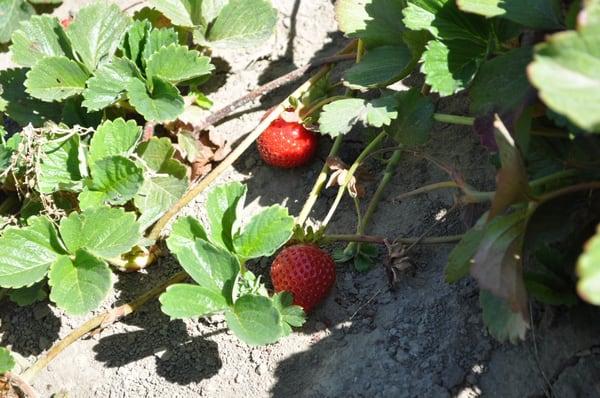 CG3 strawberries