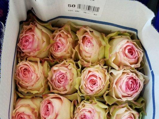 Esperance Rose's from Ecuador