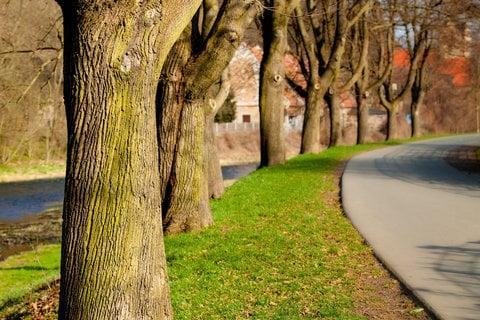 Tree Service Pasco, FL