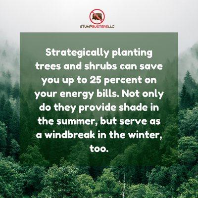 Strategically planting trees and shrubs can save up to 25 percent on your energy bills.