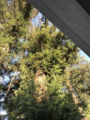 Beautiful redwoods over the balcony for shade.