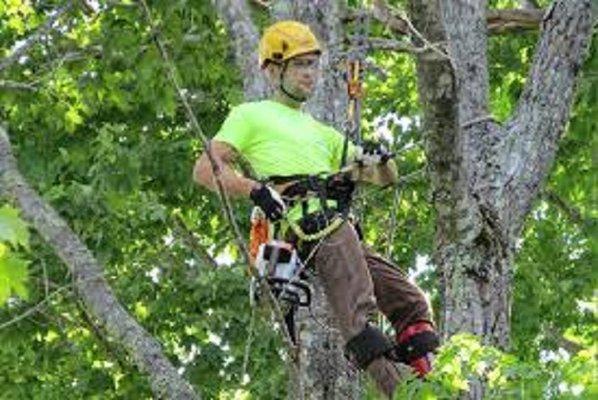 Tree Service Provider