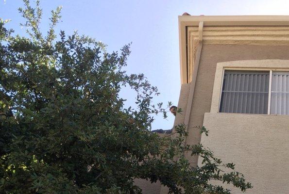 Seamless Service "gentleman" with the pony tail, resting on roof edge, above my open bedroom window, blasting music, giving me the finger.