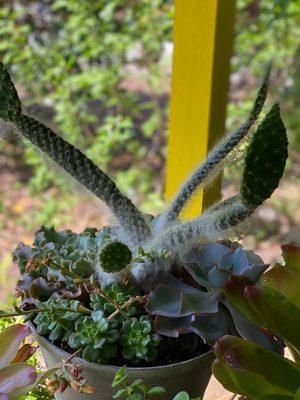 Cactus and succulents