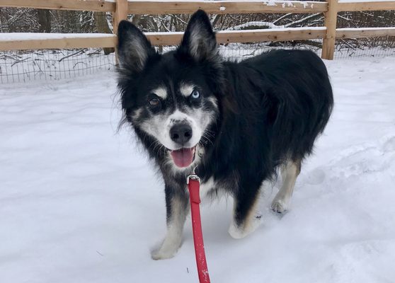 Max-rescued border collie/husky mix