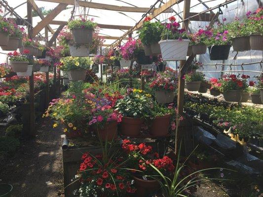 Annual flowers and hanging baskets