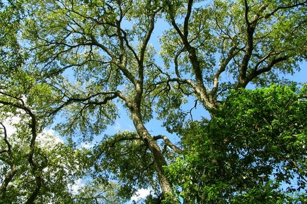 Make sure to schedule your oaks for pruning when oak wilt at low risk.