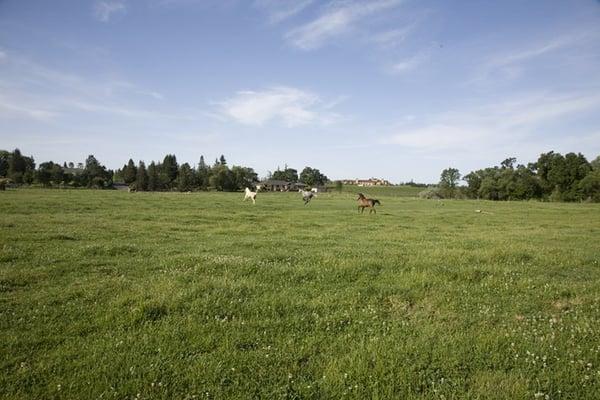 Green pastures