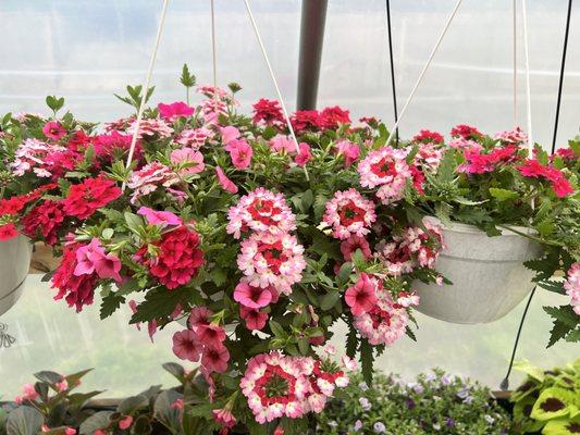 Beautiful hanging baskets to brighten around your property.