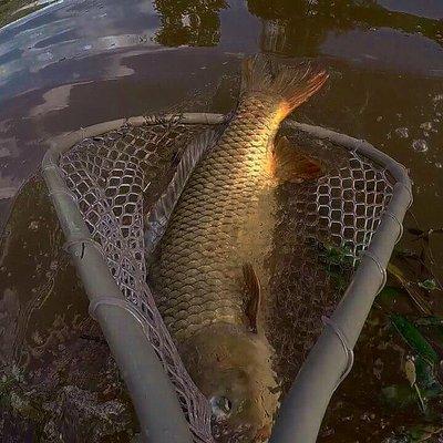 West Branch Delaware River Carp