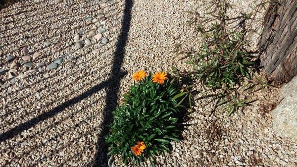 Low growing accent plants provide pop of color.