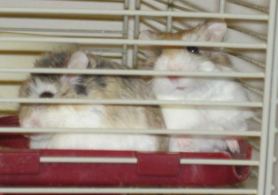 When one of us developed a cough, we went to skyway pet!  Our people were taught how to medicate a hamster!