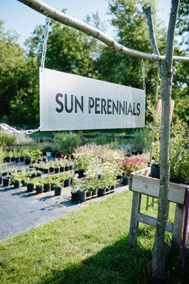 We specialize in healthy, locally grown perennials. We have a wide selection of natives.