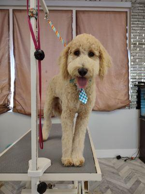 Happy Hounds Grooming Salon