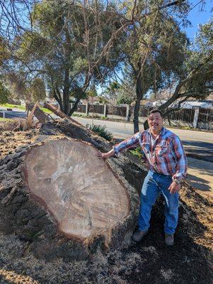 Ed's Stump Grinding