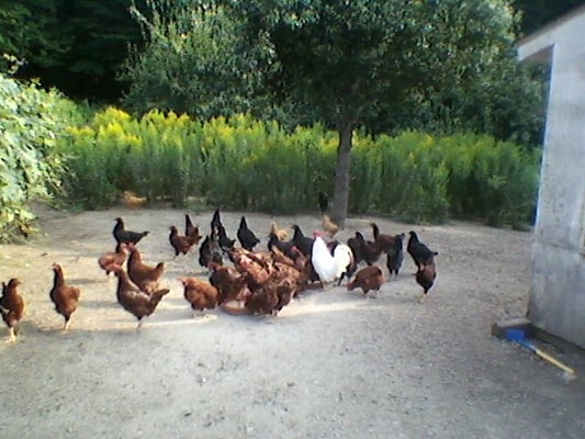 Peg's chickens