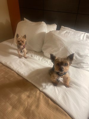 My two little dogs. Stitch is the smaller one