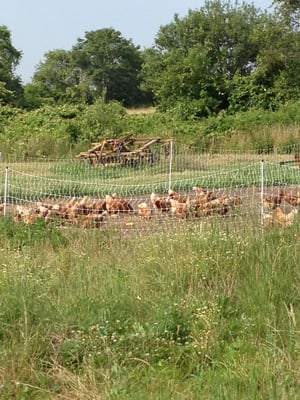 Chickens... free rangin' it!