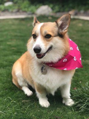 Emma after her grooming session with Dee - Aloha Mobile Grooming. All smiles!