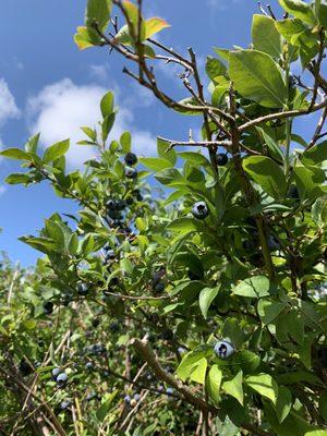 Higher Taste Blueberry Farm