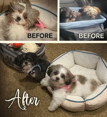 Groomingdales Pet Salon at Alsip Home & Nursery