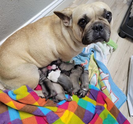 This is the cute picture of mother and the pups after her C-Section, wonderful job done by Dr. Sushma and the team.