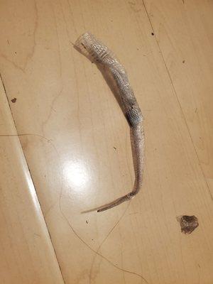 There was a snake skin under our table from the live animal show Nick put on to bring customers in during the Covid19 shutdown. Yikes.