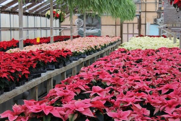 Vermont Grown Claussen's Poinsettias