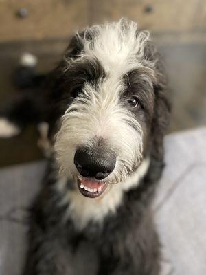 What a nice smile this awesome pup, Ludo, has.