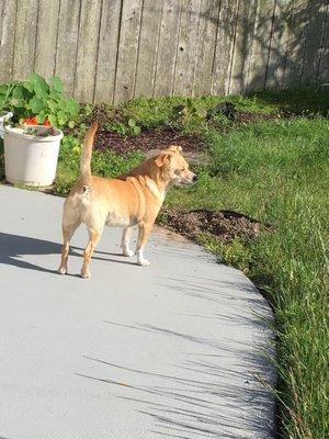 Mylo surveying his yard for gophers