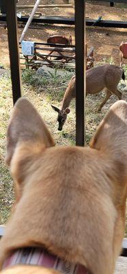 Kota is very intrigued with deer coming in her yard