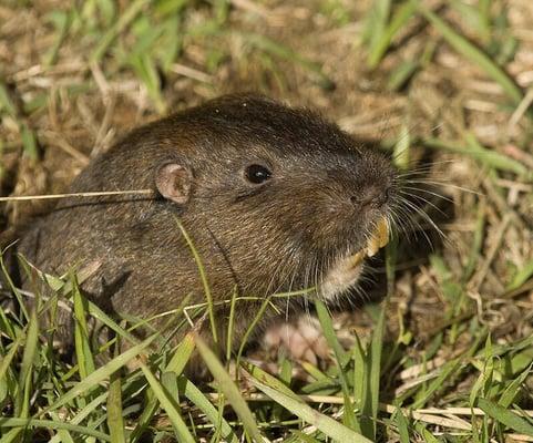 Destructive Pocket Gopher