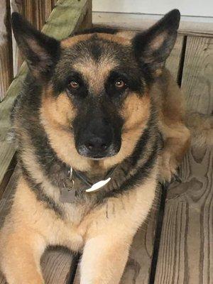 10 yr old German Shepard blk tan, Ace. Lost from 3 21 23, Badders Rd Heber springs AR