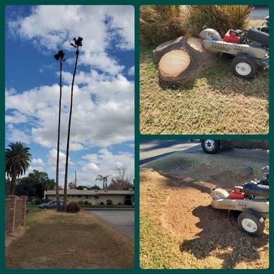 (2) Mexican Fan Palm. Objective - Removal And Stump Grind 6" Below Grade.