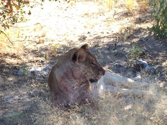 A Namibian lioness relaxing after a meal. We were that close!