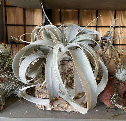 Airplants don't need to be planted in soil, just misted with water each week.