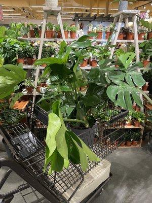 Phenomenal indoor tropical plant selection!