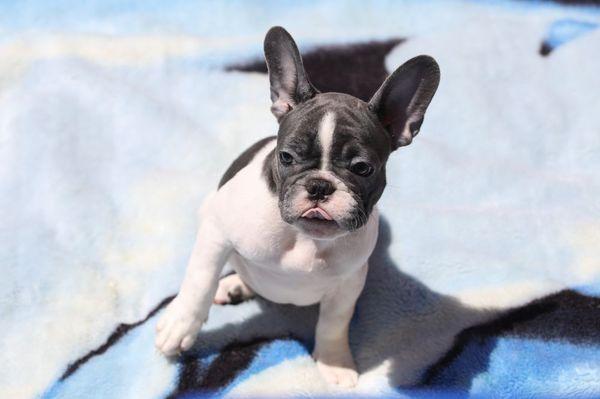 French Bulldog Puppies