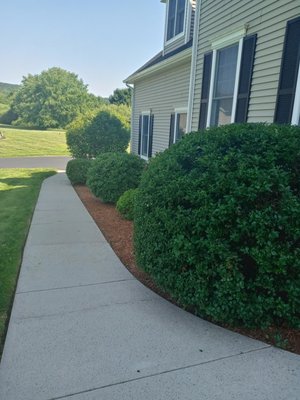 Shrub trimming